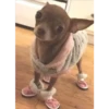 Cute Pets 🐶🐱🐰🐕 29