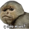 Monos y frases 💬🙊 20