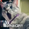 Persy omaicat!!