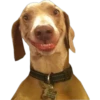 PERROS REACCIONES 23