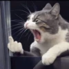 Random Cat Meme V1 28