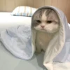 Random Cat Meme V1.2 (Enhance) 29