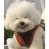 Cute Pets 🐶🐱🐰🐕 30