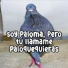 Persy Soy Paloma, Pero tú llámame Paloquequieras