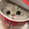 Random Cat Meme V1 29