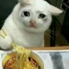 Emotional Damage Cat Sticker 30