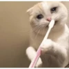 Crying cat (sticker.fan) 5