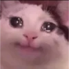 Crying cat (sticker.fan) 6