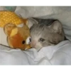 Crying cat (sticker.fan) 7