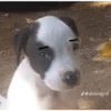 animales 6
