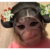 🐒⌛Various Monkey's⌛🐒 6