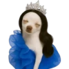 Princesa Chihuahua 👑💙 9