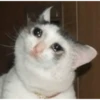 Crying cat (sticker.fan) 10