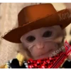 🐒⌛Various Monkey's⌛🐒 8