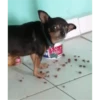 animales 8