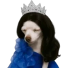 Princesa Chihuahua 👑💙 11