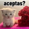 Gatos para contestar 😜 🐱 5
