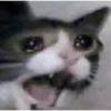 Crying cat (sticker.fan) 11