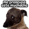 🐾 Perritos y Reacciones! 🔝 5