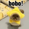 Gatos para contestar 😜 🐱 6