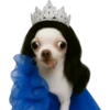 Princesa Chihuahua 👑💙 12