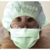 🐒⌛Various Monkey's⌛🐒 10