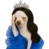 Princesa Chihuahua 👑💙 13