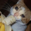 Crying cat (sticker.fan) 12