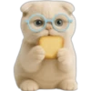 Gatito con lentes 😺👓 14