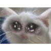 Crying cat (sticker.fan) 13