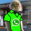 🐒⌛Various Monkey's⌛🐒 12