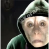 🐒⌛Various Monkey's⌛🐒 13