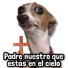 🐾 Perritos y Reacciones! 🔝 10