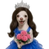 Princesa Chihuahua 👑💙 16