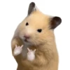 FRASES HAMSTER 🐹🥰 14
