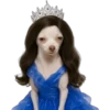 Princesa Chihuahua 👑💙 17