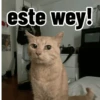 Gatos para contestar 😜 🐱 8