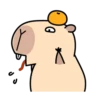 Pipi Capybara 4 11