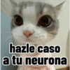 Gatos para contestar 😜 🐱 9