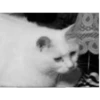 Crying cat (sticker.fan) 15