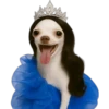 Princesa Chihuahua 👑💙 19