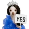Princesa Chihuahua 👑💙 20