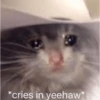 Crying cat (sticker.fan) 17