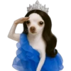 Princesa Chihuahua 👑💙 21