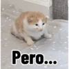 Gatos para contestar 😜 🐱 12