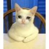 Crying cat (sticker.fan) 19