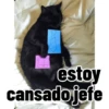 Gatos para contestar 😜 🐱 13