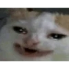Crying cat (sticker.fan) 20