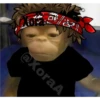 🐒⌛Various Monkey's⌛🐒 19