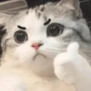 😎😎 Gatos REACCION 😎😎 9